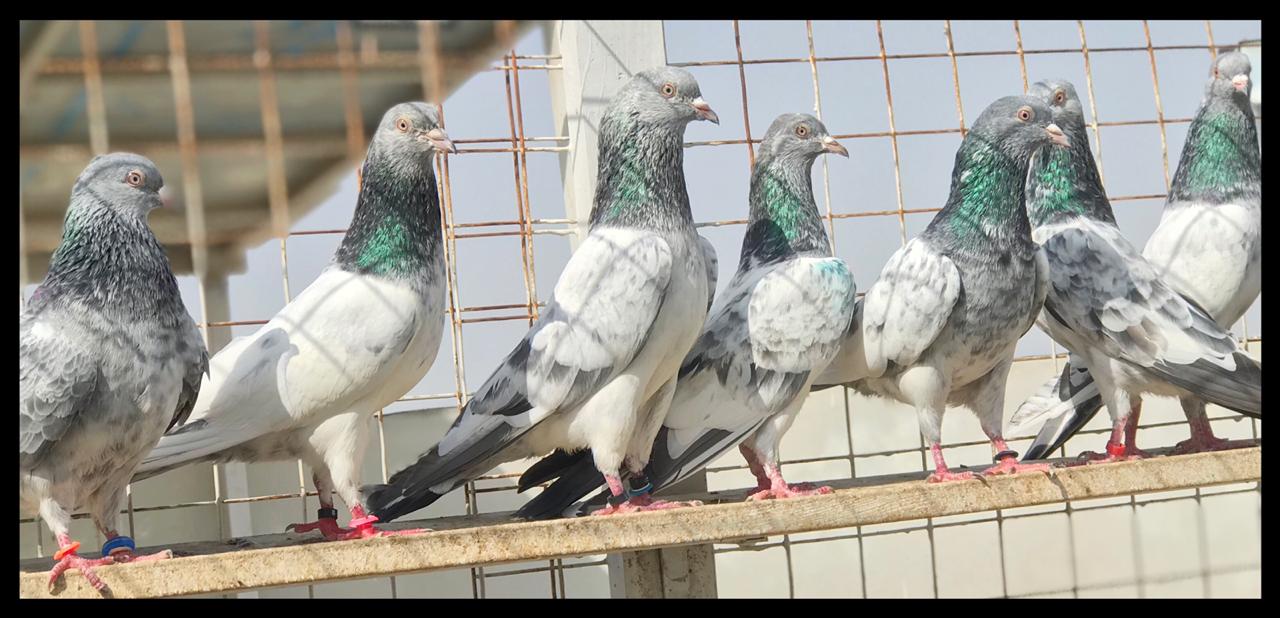 Itihaad Pigeons Club